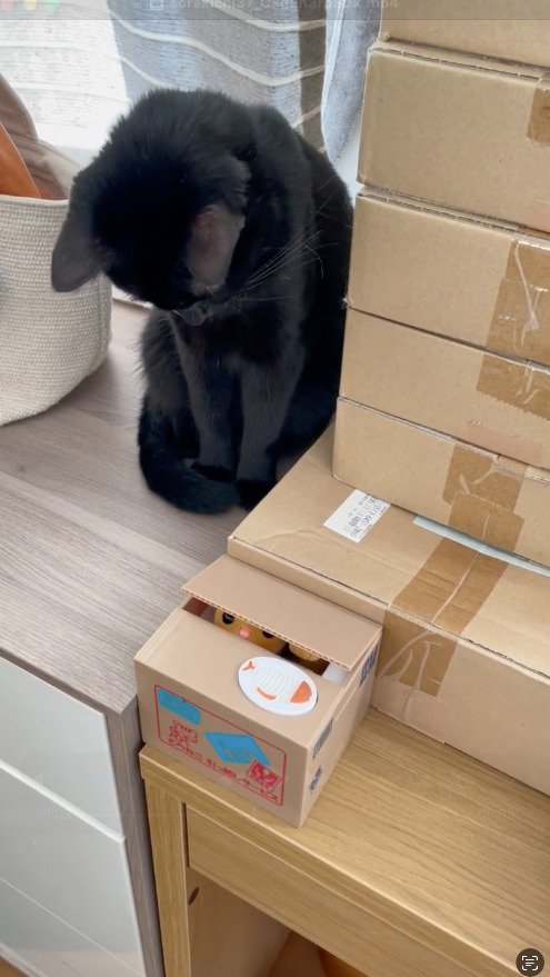 おもちゃの猫が入ったダンボールを見つめる猫