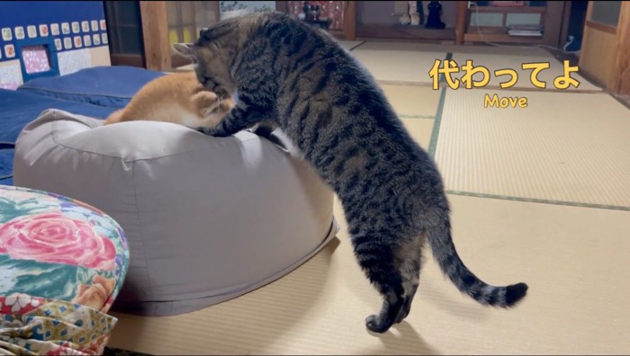 犬が座っているクッションの上に前足をかける猫