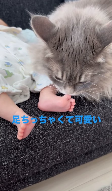 赤ちゃんの足の親指に顔を近づけている猫