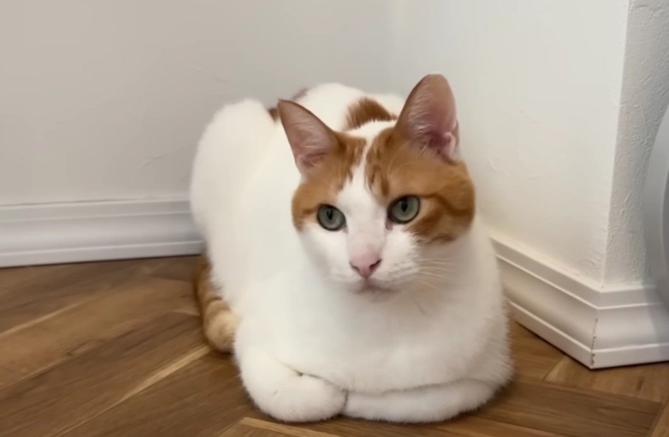 香箱座りする猫