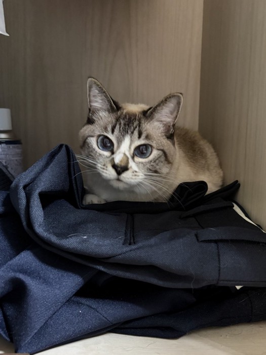 洋服タンスの中で座り込む猫