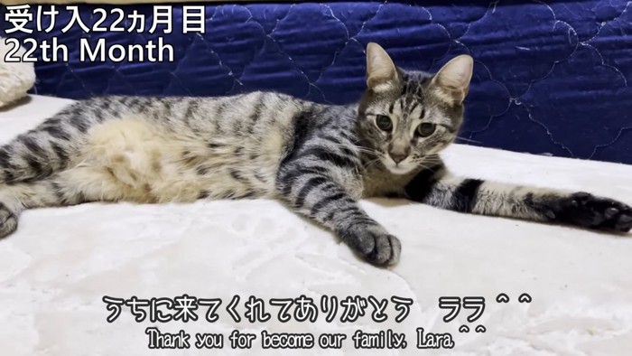 横になる猫