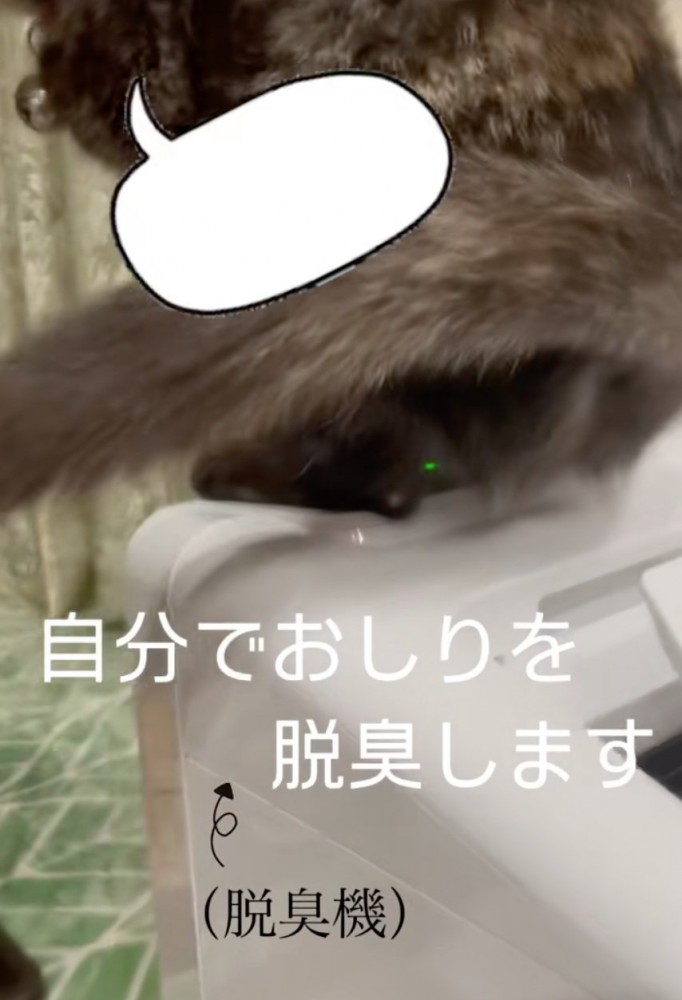 脱臭機の上に乗る猫