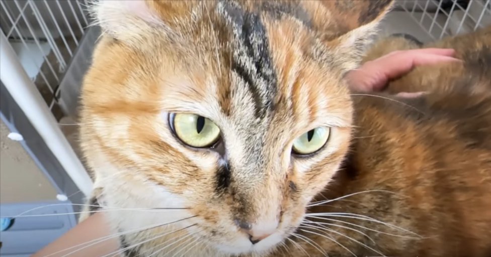 猫のアップと体を撫でる人の手