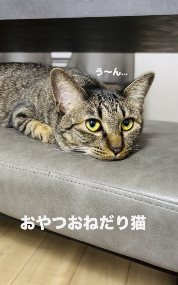 おやつをねだるキジトラ猫