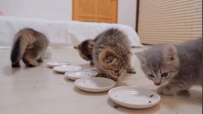 満足そうに舌を出す子猫