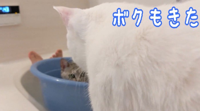 桶に入るマロちゃんの前へやってきたチロくん