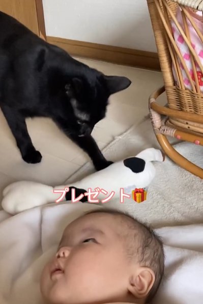 赤ちゃんの頭の上にオモチャを置く黒猫