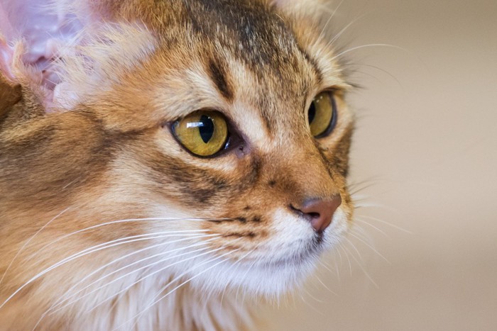 見つめる猫のクローズアップ