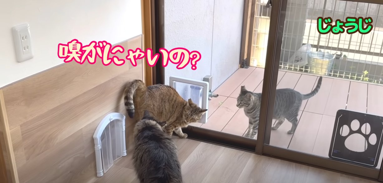 別の猫にお尻を向ける猫、窓の向こうにも猫