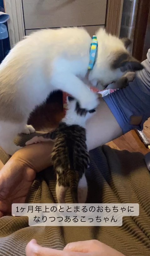 小さな子猫にパンチしている子猫