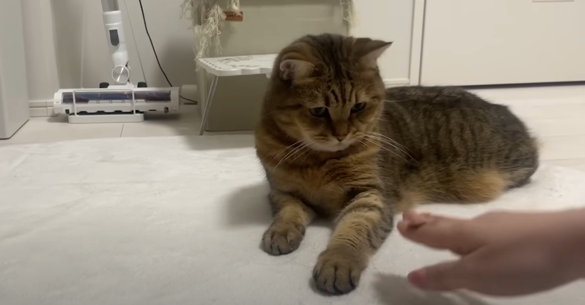 10円玉を手に乗せる人と向かい側に猫