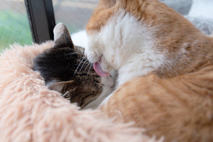 アログルーミング中の猫