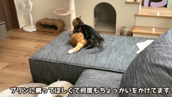 「プリンに構ってほしくて何度もちょっかいをかけてます」