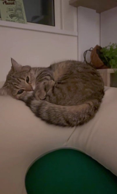 クッションの上にいる猫