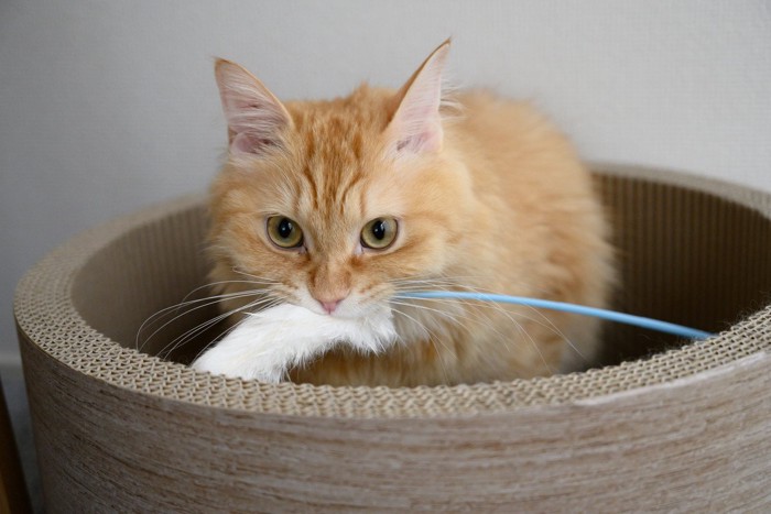 猫じゃらしをくわえる猫