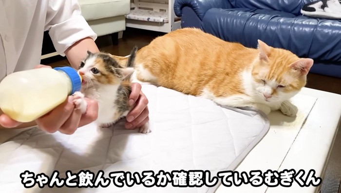 むぎくんが見守る様子