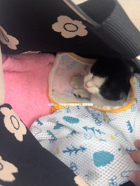 目を閉じる子猫