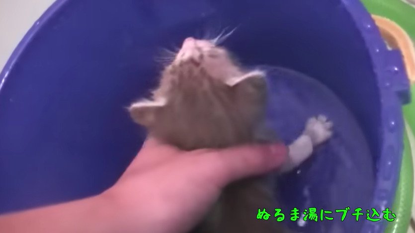 お湯につかる子猫