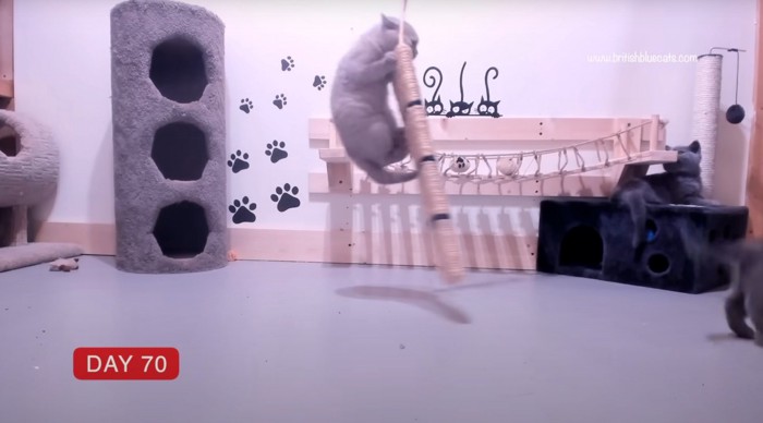 つかまって揺れる子猫