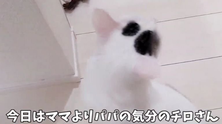 廊下に座る猫