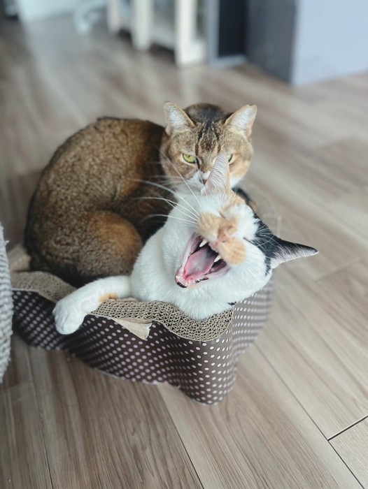 口を開ける三毛猫
