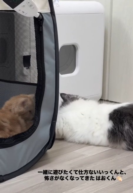キャリーに入っている猫を近くで見ている猫