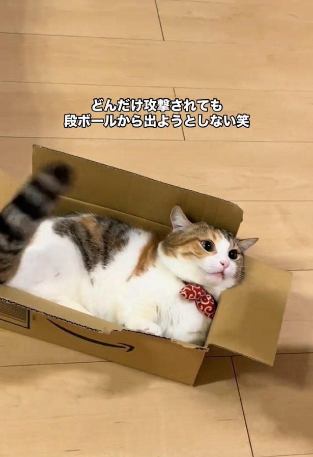 だいずくんを見つめるぽんずちゃん