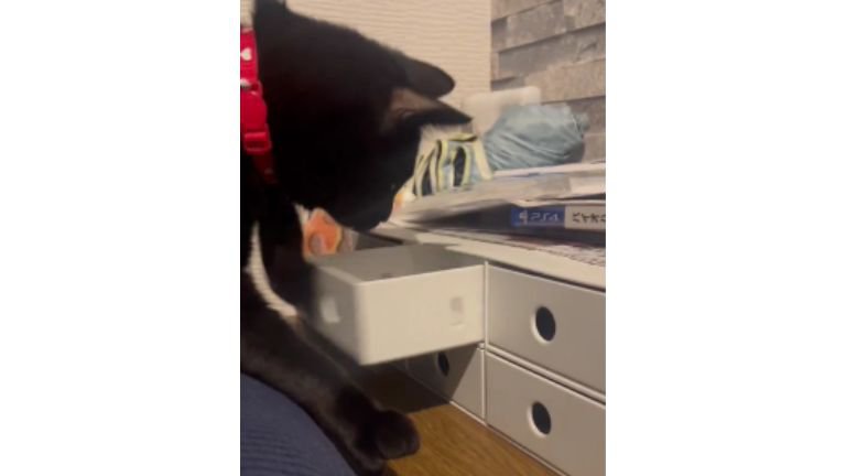 ソファの上にいる猫