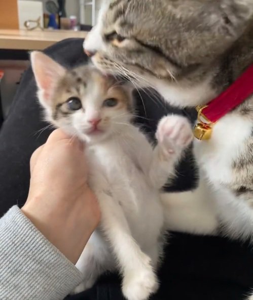 キジトラ猫からの毛づくろいをやめてほしい三毛の子猫