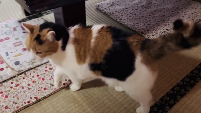 机の足に体を擦り付ける三毛猫