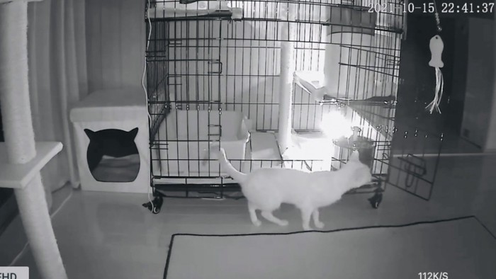 部屋の中を見回す猫