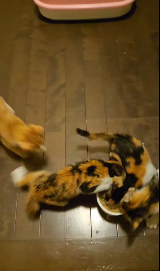 ご飯を奪い合う4匹の子猫