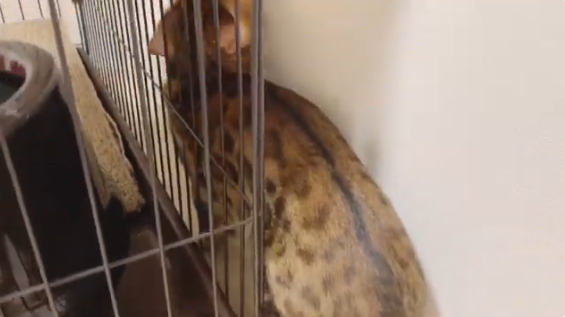 ケージの隙間で遊ぶ猫