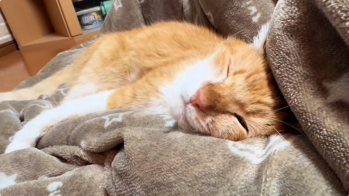 毛布の上で寝る茶トラ猫