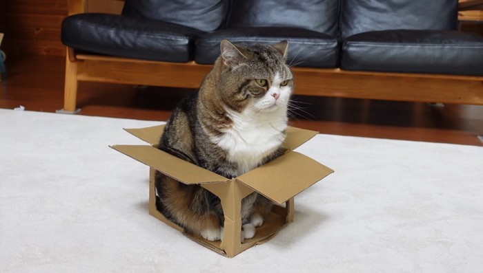 箱の中で座るまるさん