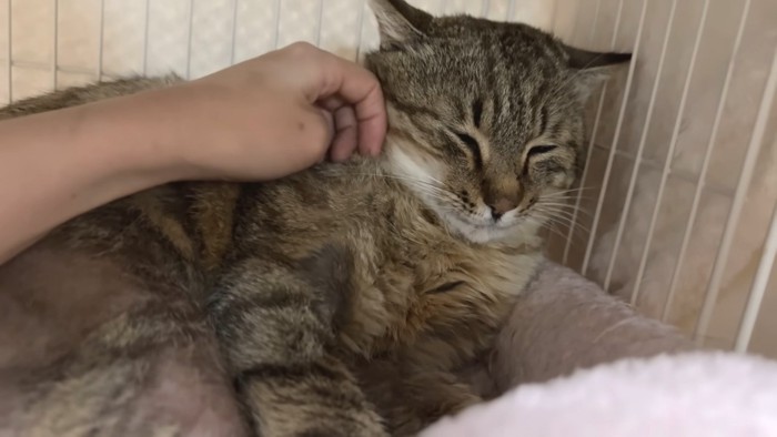 ママさんの手に安心のたこやきくん