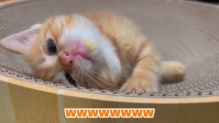 ひっくり返る途中