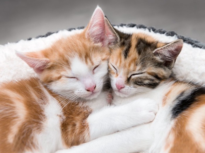 2匹の子猫