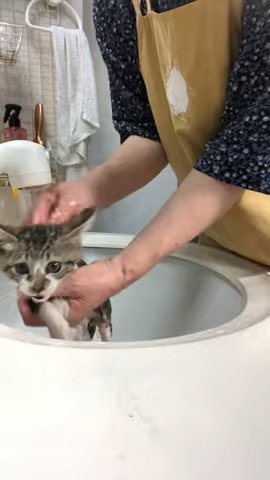 お風呂に入る子猫