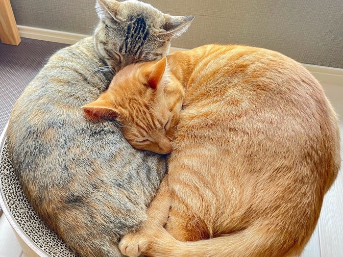 アンモナイトの寝姿をする2匹の猫