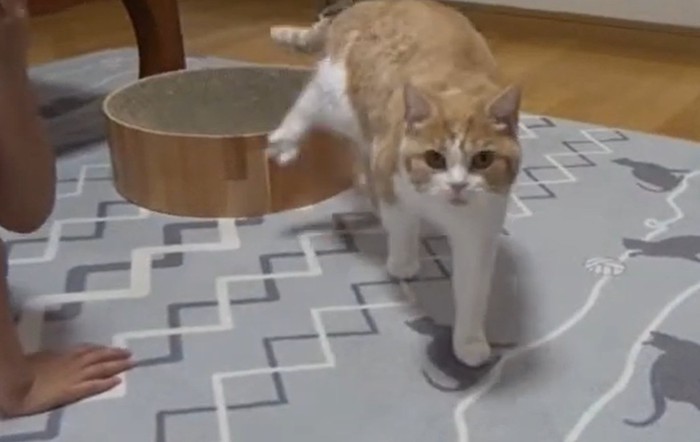 正面から歩いて来る猫