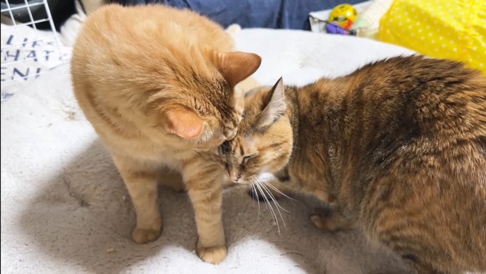 甘えるリサちゃん