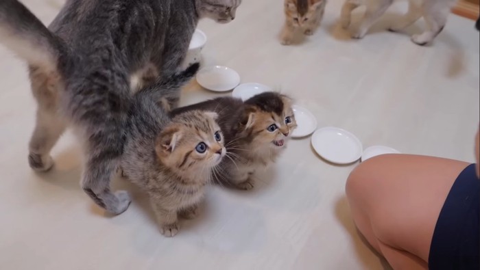 見上げて鳴く子猫