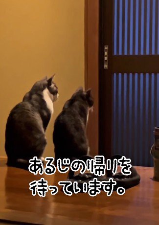 同じ方向を見つめる2匹の猫