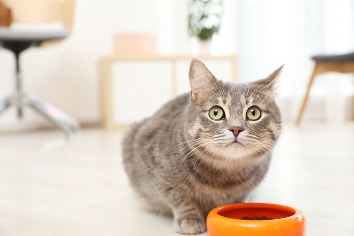 ごはんを欲しがる猫