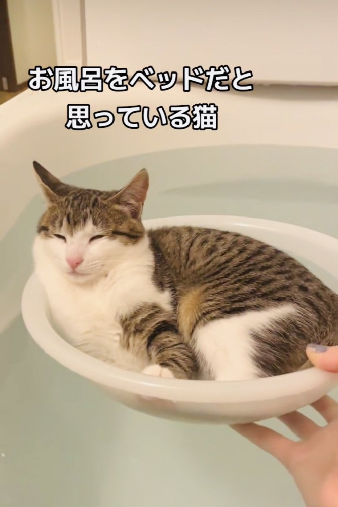 湯船に浮かべた洗面器の中で寛ぐ子猫