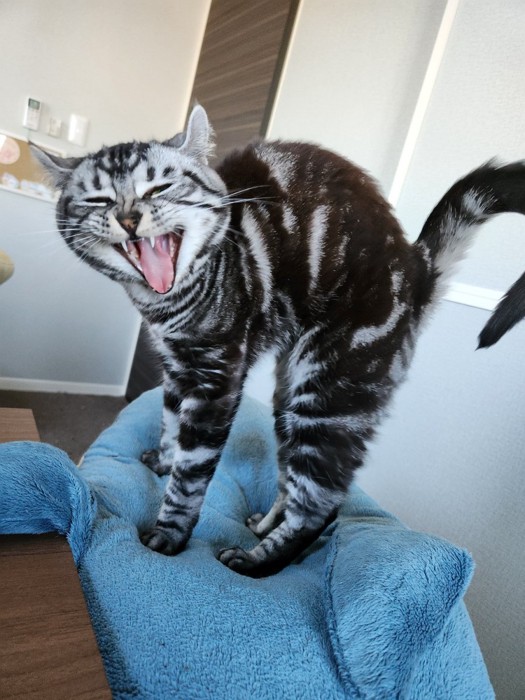 ぬいぐるみの上に立つこめちゃん