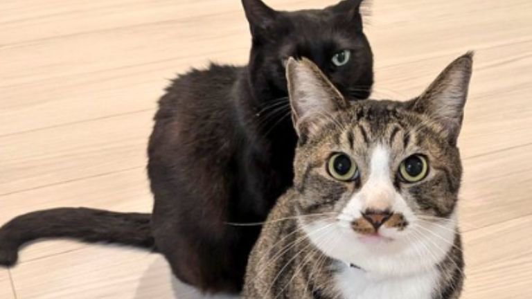 黒猫とキジ白猫のツーショット写真
