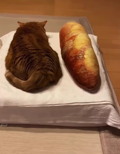 バゲット型のクッションと猫